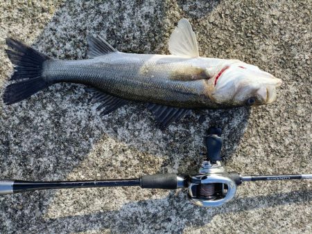 久しぶりのシーバス釣行