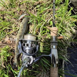 放流翌日昼からやけど結構出ましたよ