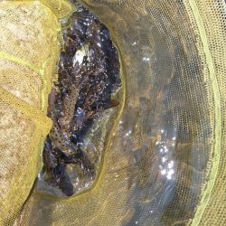 管理釣り場(アマゴ釣り)