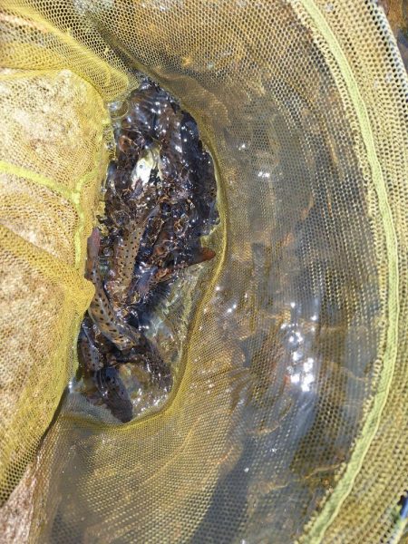 管理釣り場(アマゴ釣り)