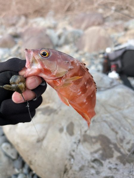 陸っぱり釣行記