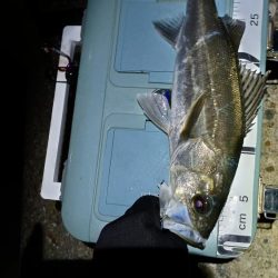 1ヶ月ぶりの釣果