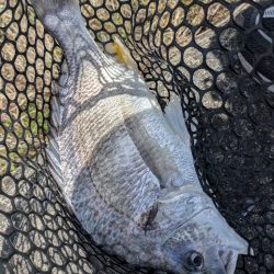 4月ファーストフィッシュ！