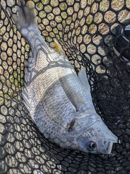 4月ファーストフィッシュ！