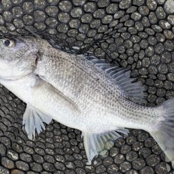 広島海チニング開拓行脚