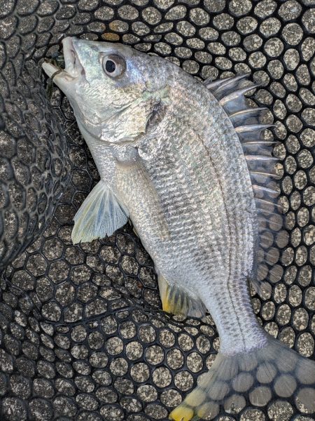 春爆チニングin呉