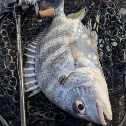 春爆継続広島チニング！