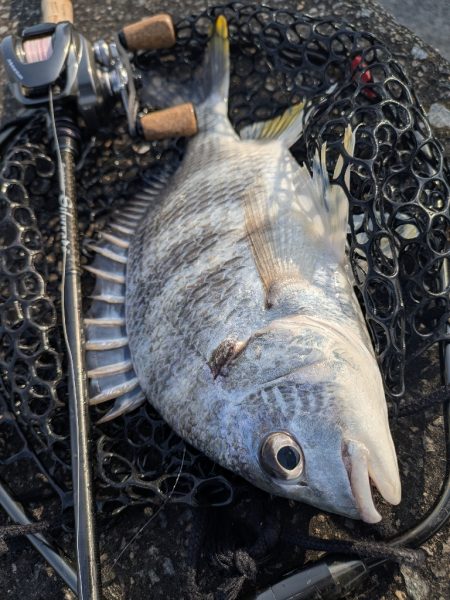 春爆継続広島チニング！