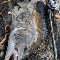 今日も広島チニング!クロソイ有りWヒット有り