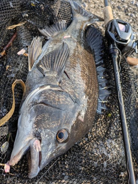今日も広島チニング！クロソイ有りWヒット有…