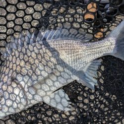 夜勤明けチニング