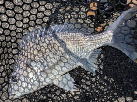 夜勤明けチニング