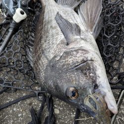 広島チニング〜トップ、敷石、年無し〜