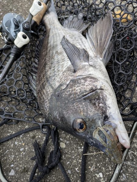 広島チニング〜トップ、敷石、年無し〜