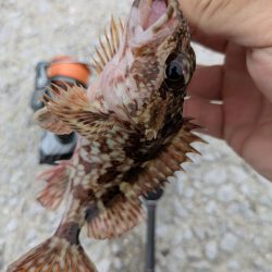 チニング&ライトロック&デイメバリング