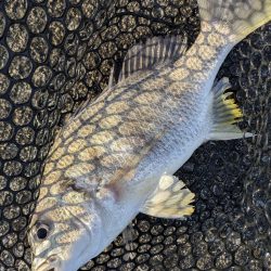 黒瀬川でチニング