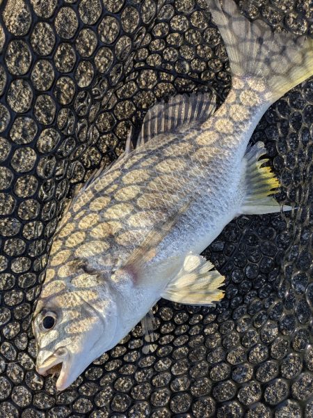 黒瀬川でチニング