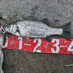 ヒラセイゴ釣れました!