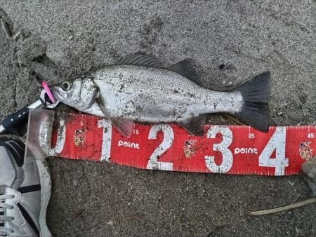 ヒラセイゴ釣れました!