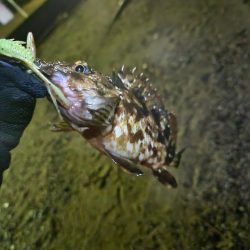 海エリアチニング