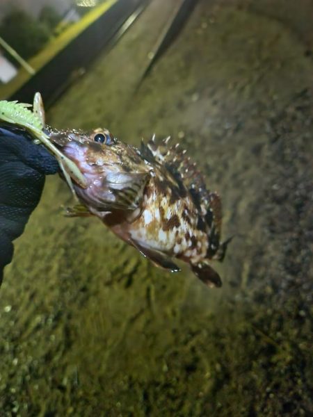 海エリアチニング