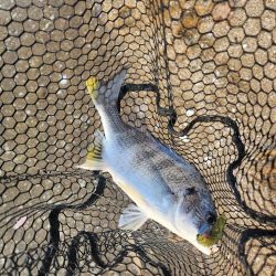 春爆チニング！