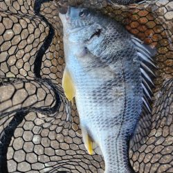 しごおわチニング!