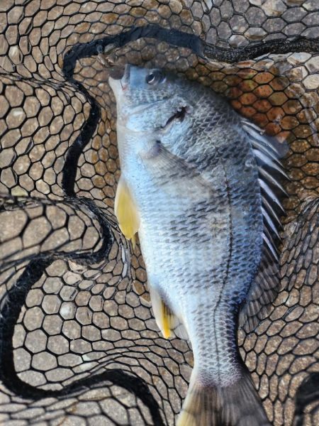 しごおわチニング!