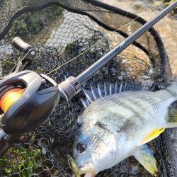 黒・黄・赤コンプリート!!