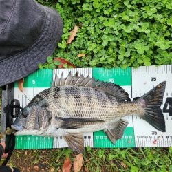 サイトチニング