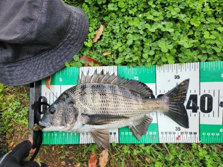 サイトチニング