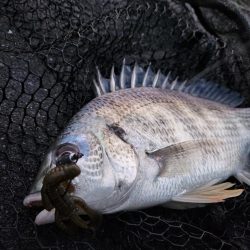 しごおわチニング