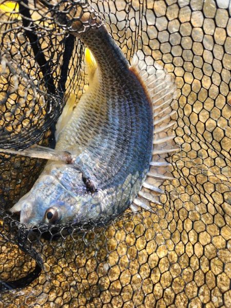 しごおわチニング