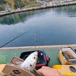 イワシと小アジが釣りたくて