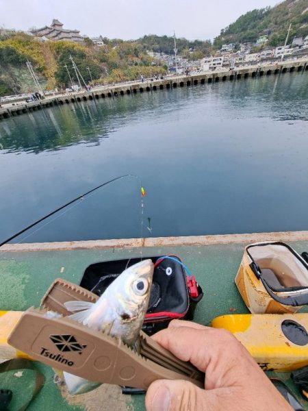 イワシと小アジが釣りたくて