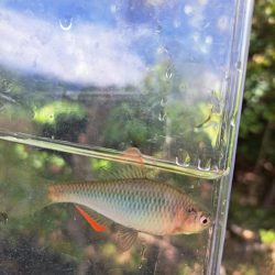 春のたなご釣り