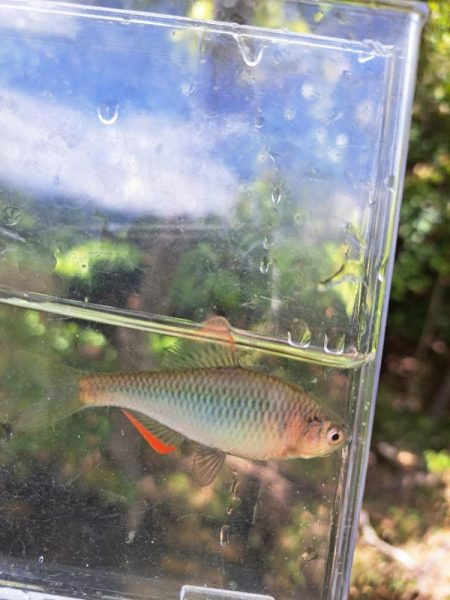 春のたなご釣り