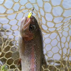 エリアトラウト