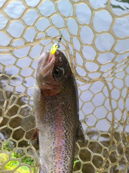 エリアトラウト