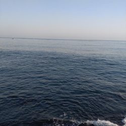 クロダイ（お）