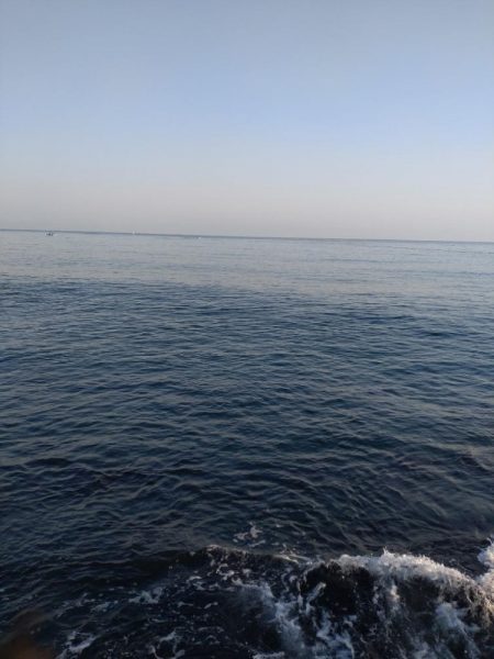 クロダイ（お）