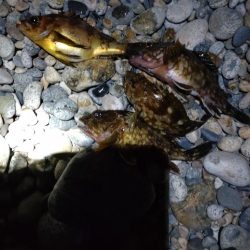 カサゴ、メバル