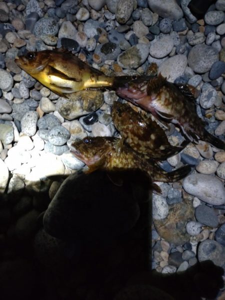 カサゴ、メバル