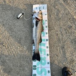 シーバス、ホタルイカ(おと)