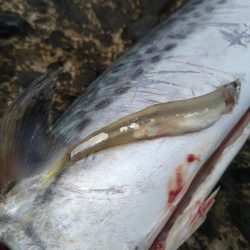 最近のデイゲーム