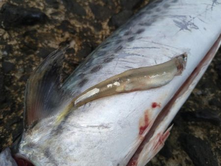 最近のデイゲーム