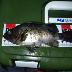 連敗脱出メバリング