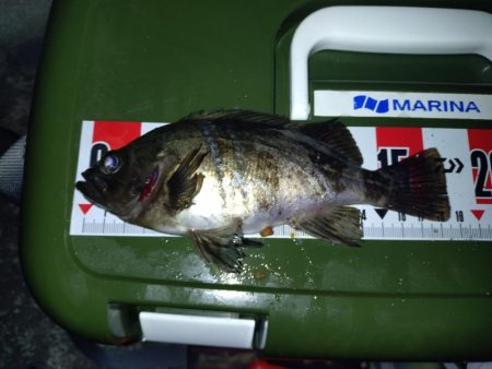 連敗脱出メバリング