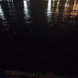 やっと釣れた🐟