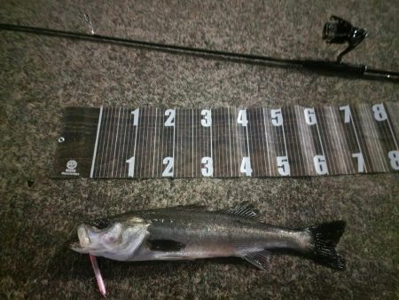 バイトミス多め💦